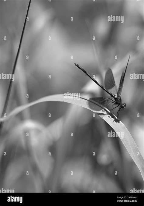Black And White Dragonfly High Resolution Stock Photography And Images