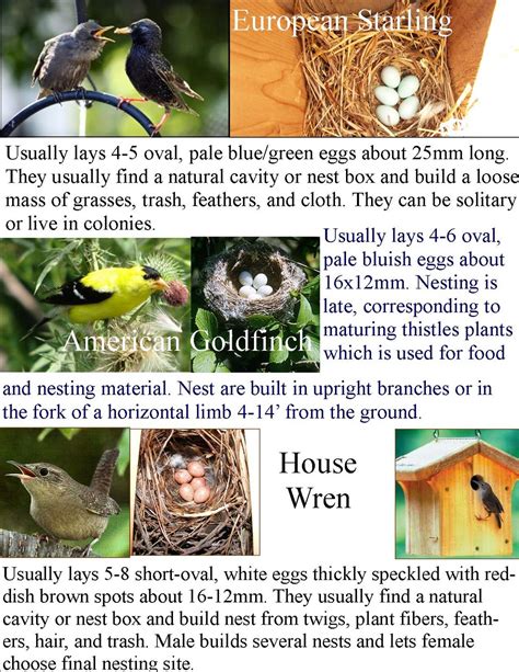 How To Identify A Bird Nest 746