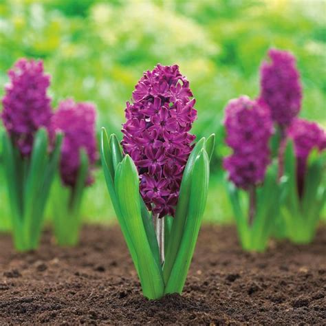 Hyacinth Bulbspink Mix Bag Of 615 Or 30 Bulbs Pink Purple And White