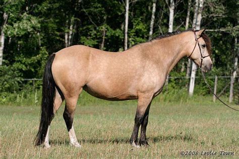 Welsh Mountain Pony Mare