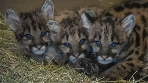 Oklahoma City Zoo Brings In Orphaned Lion Cubs