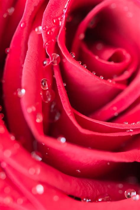 Bokeh Photography Of Red Rose Hd Wallpaper Wallpaper Flare