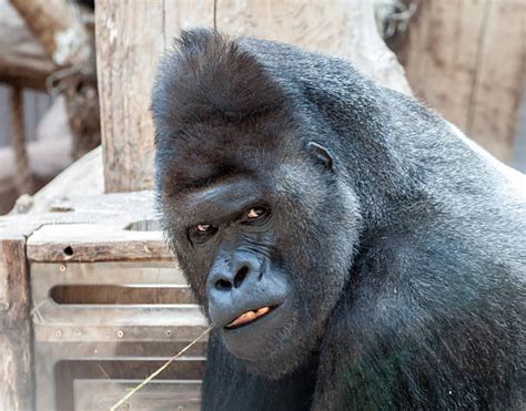 Royalty Free Angry Gorilla Pictures Images And Stock Photos Istock