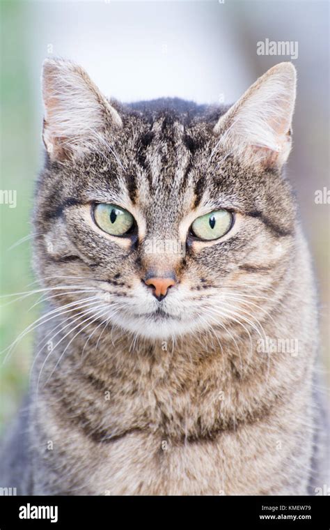 Portrait Of Funny Grey Cat Stock Photo Alamy