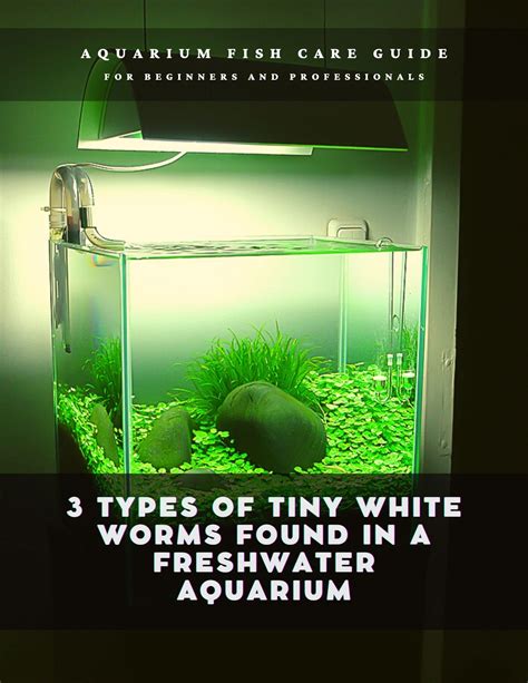 3 Types Of Tiny White Worms Found In A Freshwater Aquarium Aquarium