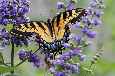 What flower attracts hummingbirds and butterflies. Southern Lagniappe: Flutterbys