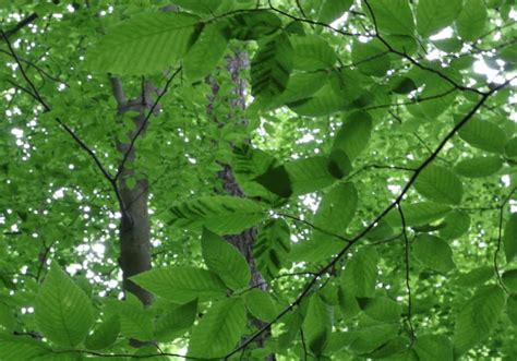 A Mysterious Disease Is Killing Beech Trees The Scientist Magazine®