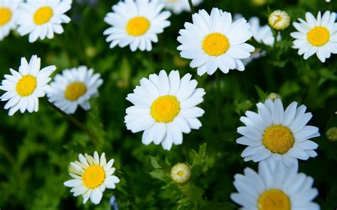 White Daisies Hd Desktop Wallpaper Widescreen High Definition