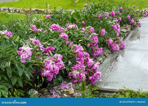 Lush Flowering Bushes Of Pink Peonies Stock Image Image Of Medicine