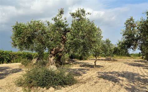 8 Interesting Facts About The Olive Tree Essential Italy