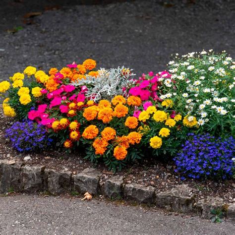 Three Different Cultivars Of Marigolds Join With Blue Lobelia