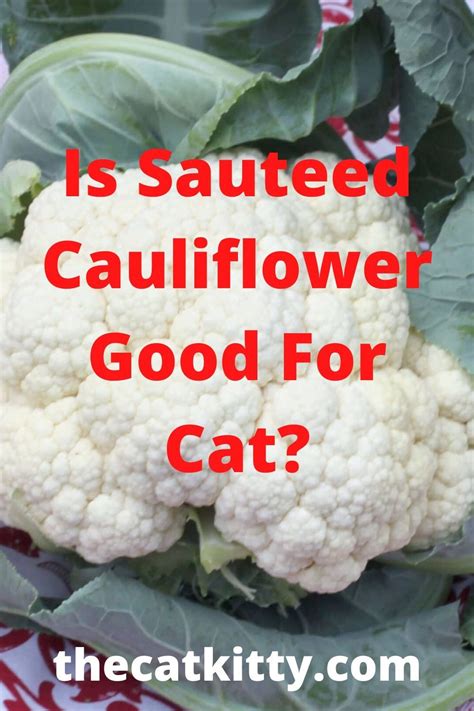 Is Sauteed Cauliflower Good For Cat? in 2020 | Cat health ...
