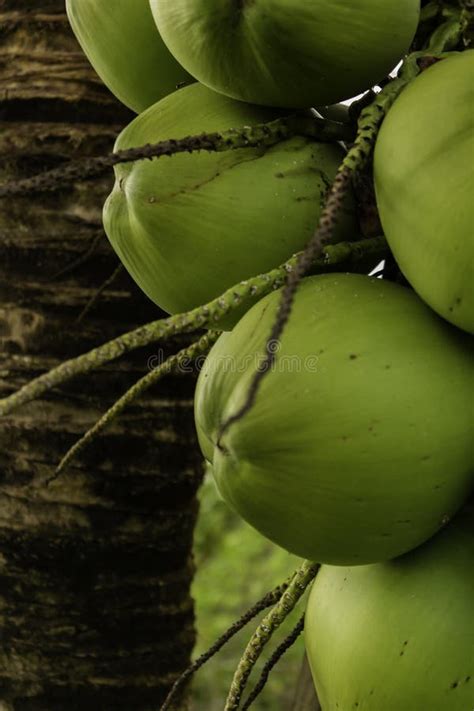 Posy Of Coconuts On A Palm Tree Round Fruit Of Green Color With Water