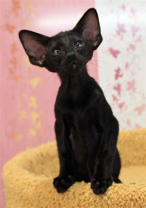 Mom Whatit Means Dumbo Ears With Images Oriental Shorthair Cats