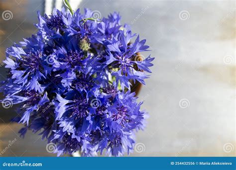 Blue Cornflowers Close Up Blue Flowers On A Gray Wooden Background