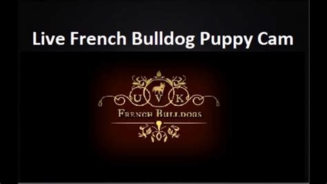 Brought to you by maximilian schnauzers, here you can watch your puppy as it is born on live webcam and delight in your baby's development into a healthy, happy puppy until you welcome it into your loving arms. Pin on Umpqua Valley Kennels LLC French Bulldogs