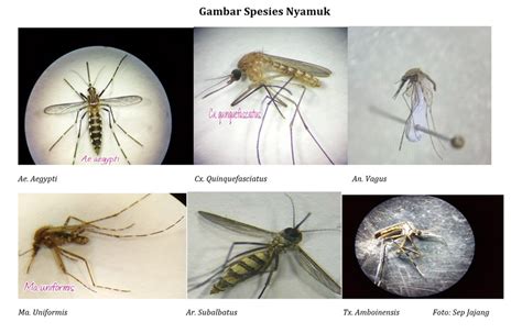 Mengenal Beberapa Spesies Nyamuk Insanitarian Indonesia