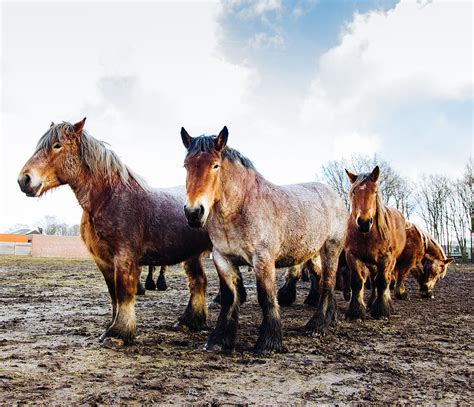 Working Horses Photograph By Pati Photography Fine Art America