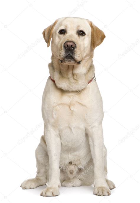 Labrador Retriever 2 And A Half Years Old Sitting In Front Of White