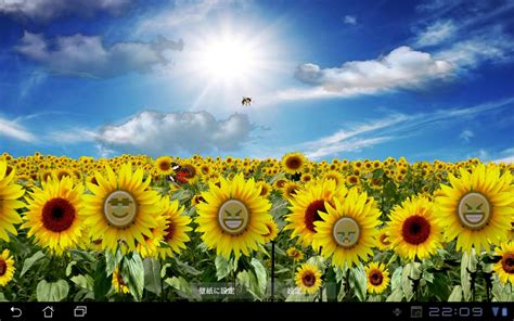 Sunflower Wallpaper Animated