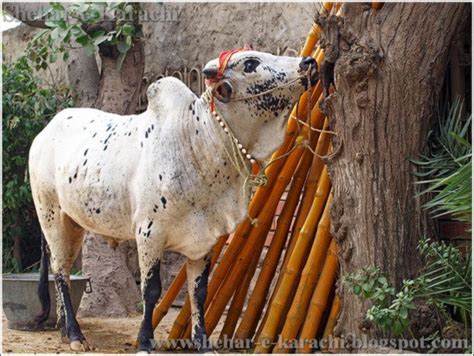 Funny qurbani on eid ul adha 2019 in bakra mandi pakistan. Eid-ul-Adha Cow 2014 - Shehar-e-Karachi | News Islam ...