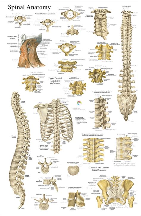 Human Spine Anatomy Chiropractic Poster 20 X 30 Etsy
