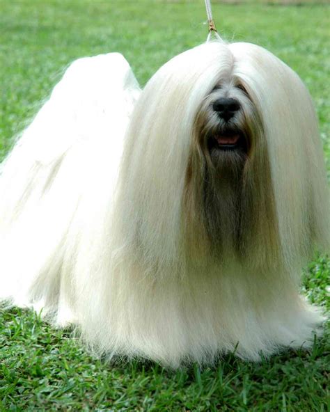 Lhasa Apso Características Da Raça Fotos E Vídeos Cães Online