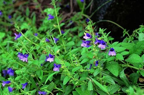 Là nghệ sĩ lớn nhưng ông sống rất đơn giản, gần gũi. Công dụng của cây nhân trần và những thận trọng cần biết ...