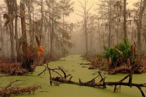Louisiana Swamp Scene Wallpaper Wallpapersafari