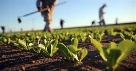 Contenuti 1 rudolf steiner, il padre dell'agricoltura biodinamica 5 agricoltura biodinamica e agricoltura biologica i principi dell'agricoltura biodinamica sono stati impostati da rudolf steiner, filosofo e ideatore. L'agricoltura biologica esiste e rende più di quella ...