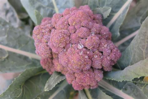 What Is Purple Broccoli The Ultimate Guide Foods Guy