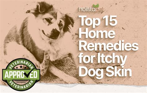 7 Best Dog Itchy Skin Home Remedies All You Need To Know
