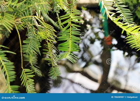 Floral Green Coniferous Background Stock Image Image Of Background