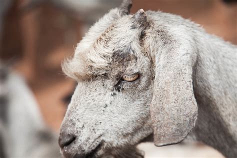 Borana Goat Borana Ethiopia Photo Credit Ilrizerihun S Flickr