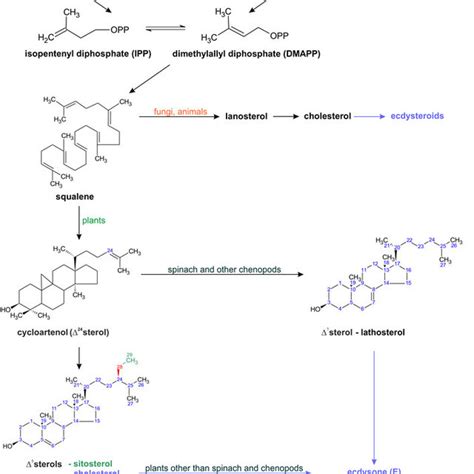 simplified biosynthetic pathway of phytoecdysteroids pes with download scientific diagram