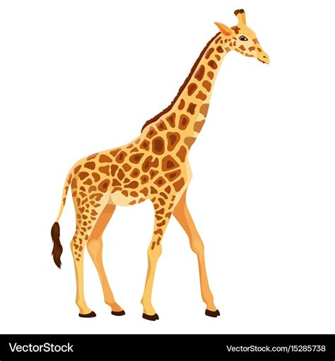 Giraffe Standing Isolated Royalty Free Vector Image