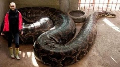 What Is Largest Anaconda Ever Found Honchi
