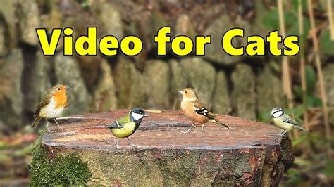 Cat Tv Videos For Cats To Watch Garden Birds ⭐ 8 Hours ⭐ Youtube