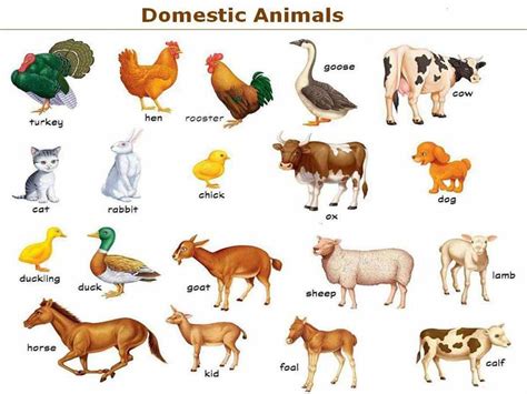 Learn English Vocabulary Through Pictures Farm Domestic Animals