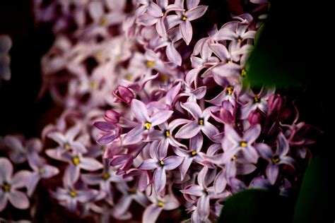 Purple Lilac Flowers Picture Free Photograph Photos Public Domain