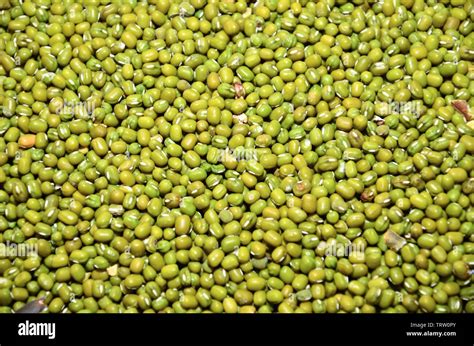 Seed Of Green Beans In Market For Cultivation Stock Photo Alamy