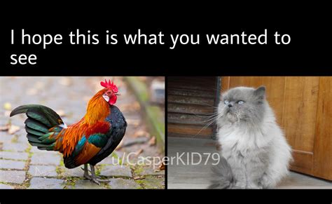 A Picture Of Cock And Pussy R Memes