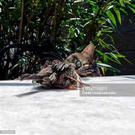 Cat Dead Bird Photos And Premium High Res Pictures Getty Images