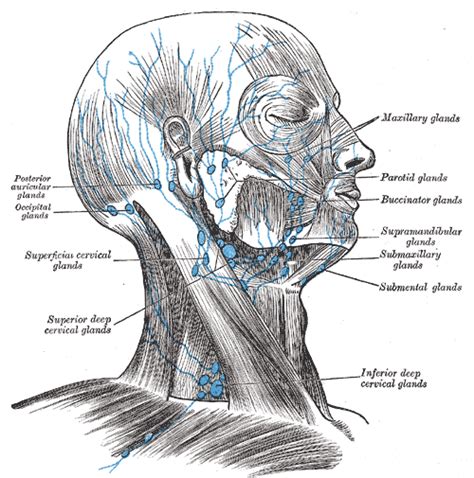 Lymphatic Anatomy Of The Head And Neck