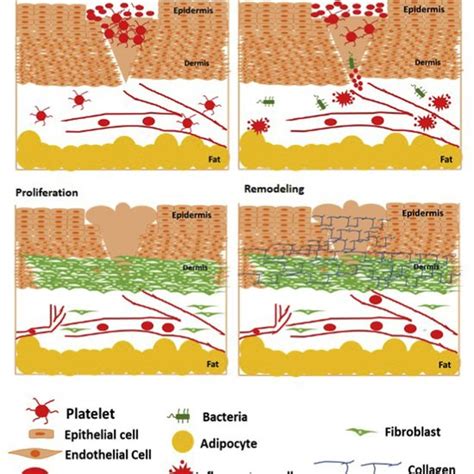 Pdf Pharmacological Activation Of Nrf2 Promotes Wound Healing