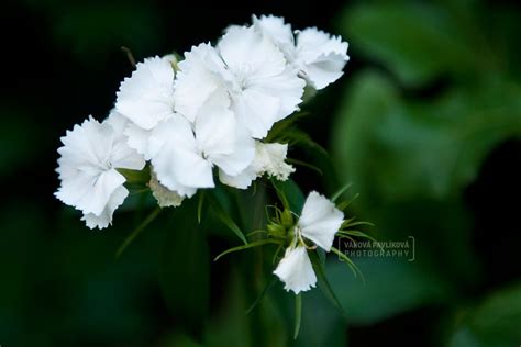 Bunga Anyelir Putih Sarah Skinner