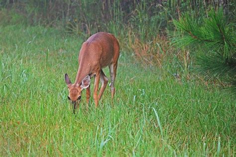 Florida Whitetail Deer Flickr Photo Sharing