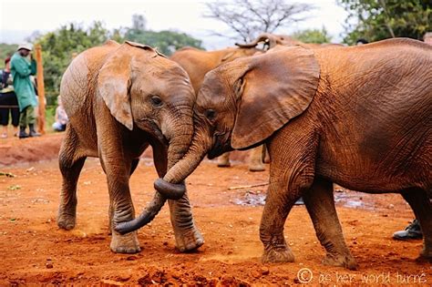 Little Orphan Elephants In Kenya As Her World Turns