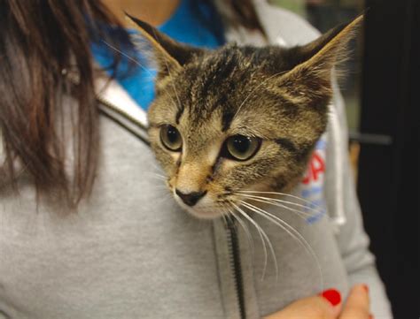 Ucan nonprofit spay & neuter clinic was found in 2001. These Pics Of Rescue Cats Will Destroy You | Cincinnati ...