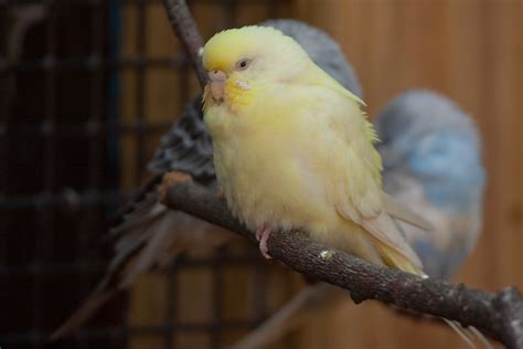 Fluffy Yellow Parakeet Washington Park Zoo Michigan City Flickr